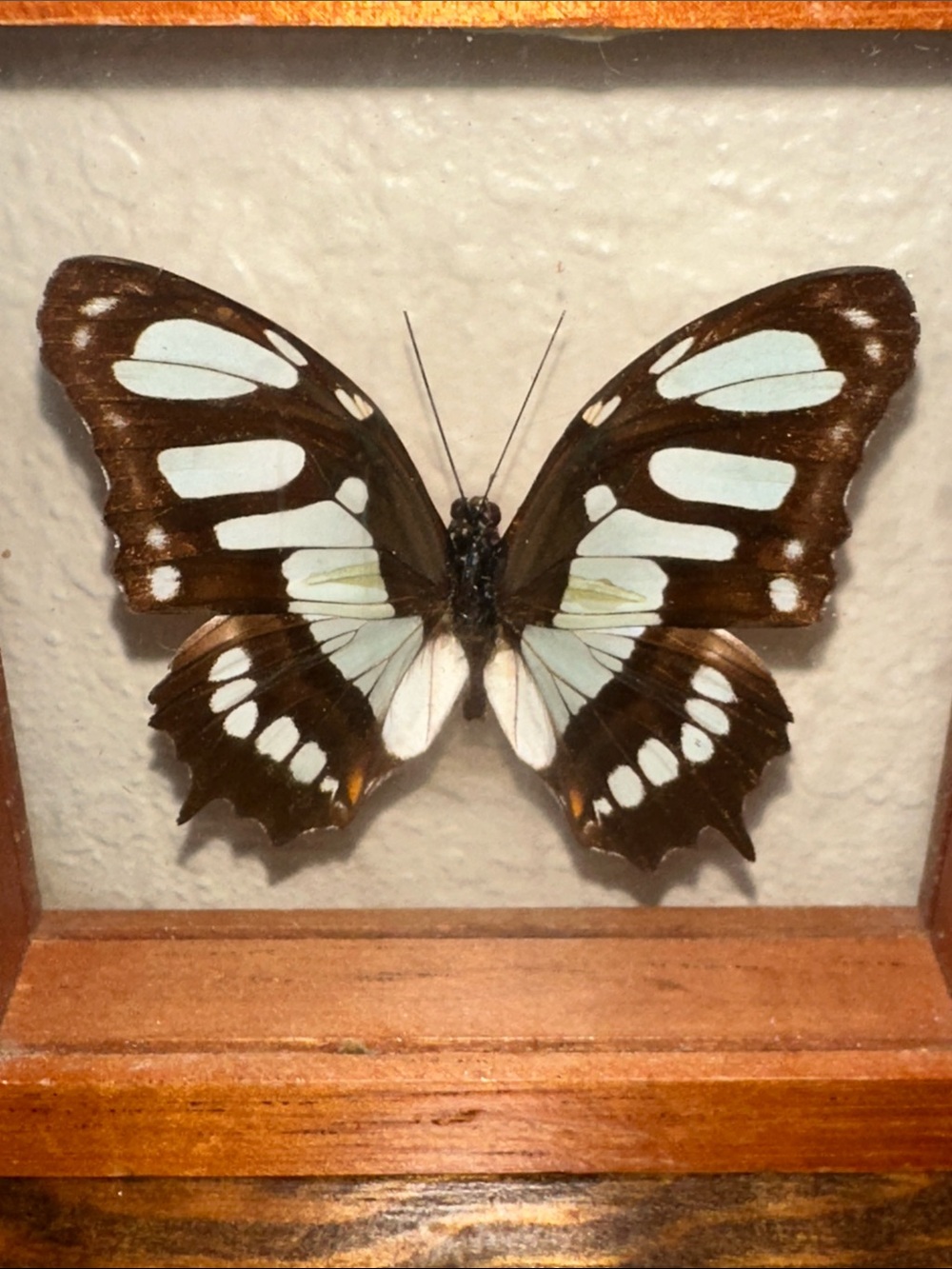 Framed Sipreota Stelenes Butterfly Wall Accent in Brown frame 4x4 - Picture 3 of 3